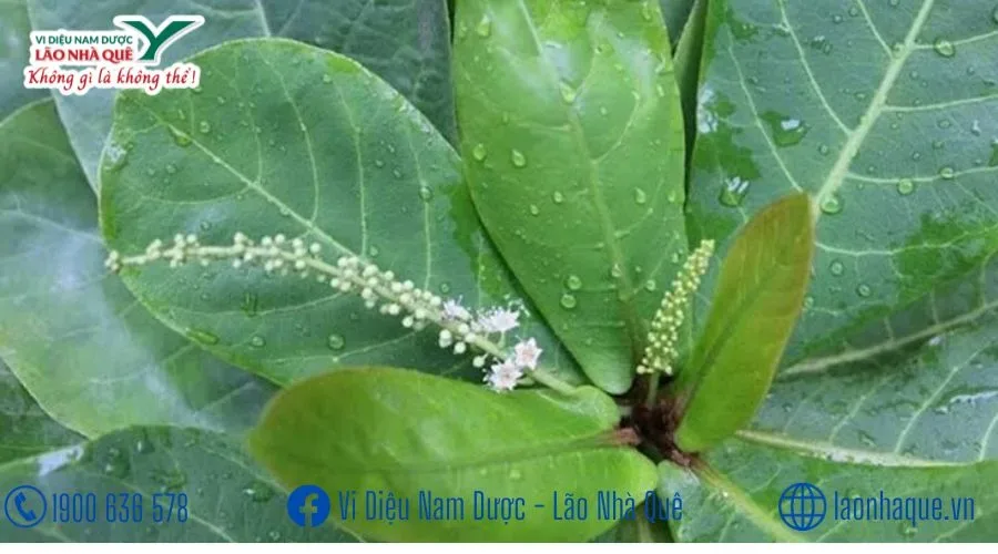 CHUYỆN CÁI LÁ BÀNG