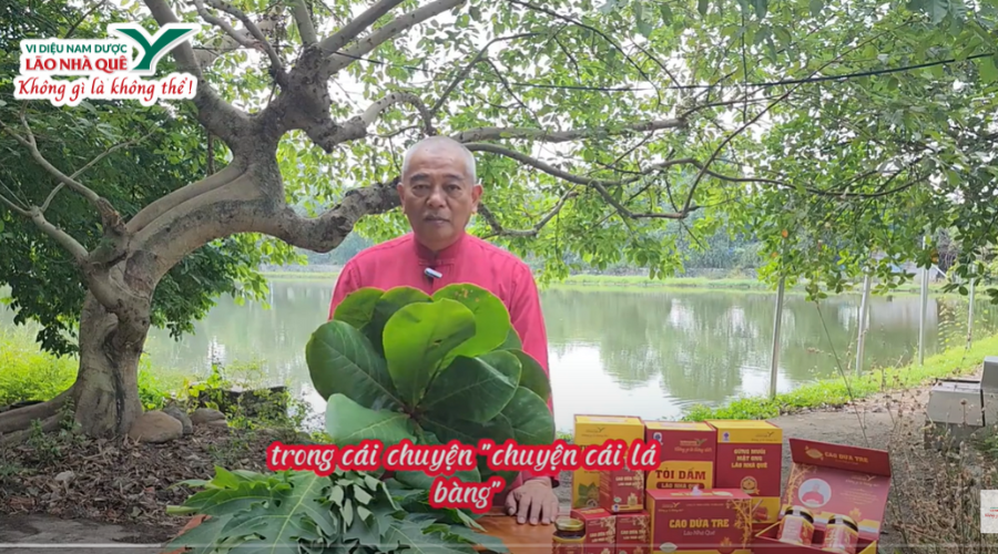 LÁ BÀNG – KHÁNG SINH TỰ NHIÊN VIÊM GÌ CŨNG KHỎI