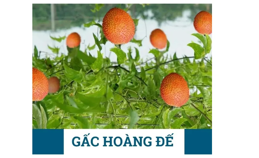 Gấc Hoàng Đế