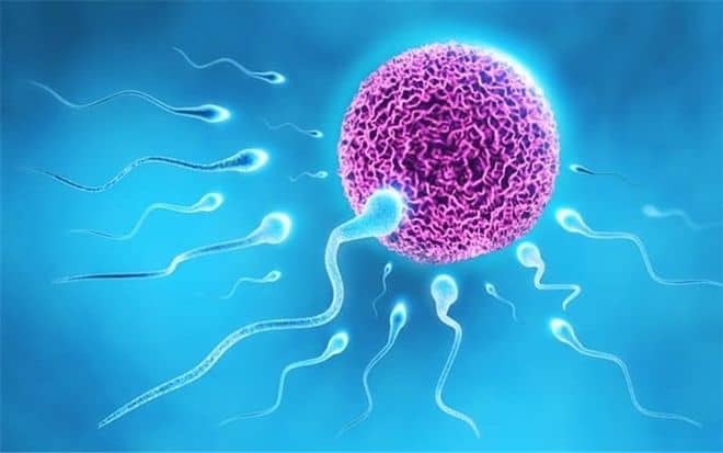 Lão Nhà Quê trả lời các vấn đề trứng kém, tinh trùng yếu
